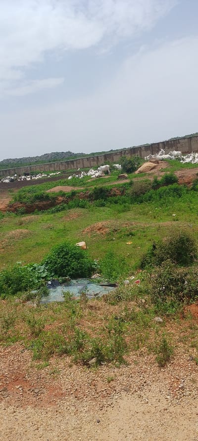 The image depicts a rural scene in Kwang, Nigeria, with a herd of white cattle grazing near a long, concrete wall topped with barbed wire. The landscape is predominantly green, with rolling hills and patches of dry, reddish-brown earth. In the foreground, there is a small, discolored body of water, possibly a pond or a stagnant pool, littered with debris, including plastic sheeting. The surrounding area is covered in grass and scrubby vegetation. The wall appears to be a boundary, possibly enclosing the grazing area or separating it from something beyond. Several white cows are visible, some lying down and others standing, with their characteristic humps. The sky is overcast with light clouds, suggesting a moderately bright day, likely mid-morning or afternoon. There is no discernible text in the image. The overall impression is one of a functional, perhaps agricultural, setting, though the presence of trash near the water source detracts from an otherwise natural landscape.