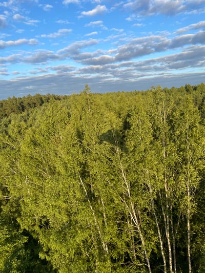 This is an aerial shot of a dense forest with a clear blue sky dotted with scattered white clouds. The foreground is dominated by birch trees with their characteristic white bark and bright green foliage. Further in the distance, the forest transitions to a darker, denser canopy, likely pine trees. The lighting suggests it is either early morning or late afternoon, with sunlight filtering through the leaves. The scene is set in the city of Turovo, Russia. There are no people or objects visible in the image, and no actions or interactions are taking place. The environment is a natural, undeveloped forest.