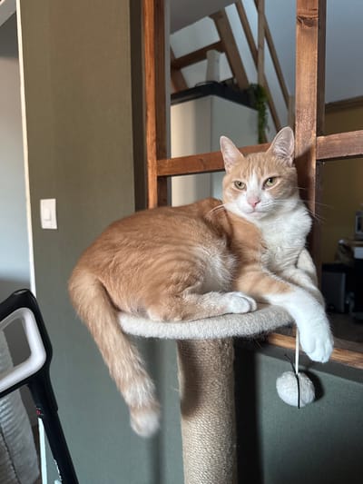 An orange and white cat is perched on a plush platform of a cat tree. The cat is facing the camera, with its body stretched out and its paws resting on the platform. The cat tree is positioned in a room with green walls. To the left of the cat tree, a portion of a black and white object, possibly a baby walker or stroller, is visible. In the background, there is wooden shelving and a glimpse of a staircase, suggesting an indoor residential setting. There is no indication of the location being in Wattrelos, France.