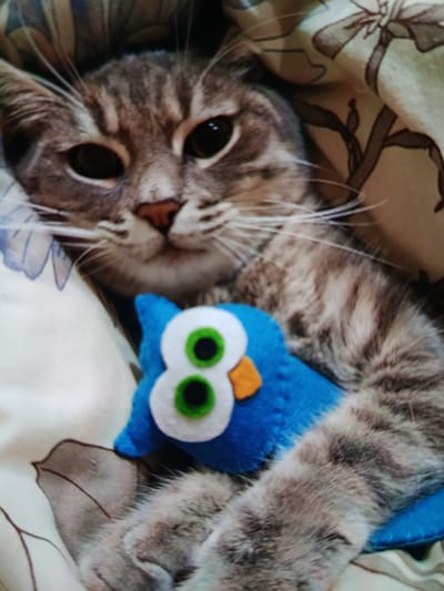 A close-up, slightly blurry photograph shows a tabby cat nestled under a patterned blanket. The cat is resting on its side, with its head turned towards the camera. It has large, dark eyes and prominent white whiskers. In its paws, the cat is holding a small, blue plush toy owl with green and white eyes and an orange beak. The blanket has a light beige background with a repeating pattern of dark brown ribbons and bows. The scene appears to be indoors, likely on a bed or sofa. There is no visible indication of the cat's location in Mykolaiv, Ukraine.