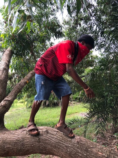 An individual is positioned on a thick, horizontal tree branch within a densely vegetated area in Gbawe, Ghana. The person, with dark skin, wears a black beanie, a red bandana obscuring the lower face, a red short-sleeved t-shirt with black horizontal stripes and a white logo on the right chest, distressed blue denim shorts with frayed hems, and brown two-strap sandals. A light-colored band is present on the right wrist. The individual is leaning forward and to the right, extending the right arm downwards with an open hand towards nearby green foliage, as if reaching or interacting with it. The environment is characterized by lush green trees, various leaves, and palm-like plants, with a brighter green grassy area visible further in the background. Natural, diffused light illuminates the scene from above.