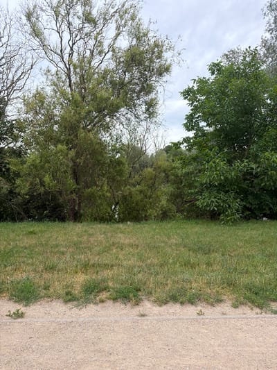 The image shows a view of a grassy area in front of a dense line of trees and foliage. In the foreground, a light-colored gravel path runs horizontally across the bottom of the frame, separated from the grass by a subtle white line. The grass itself appears somewhat dry in patches, with a mix of green and yellow blades. Behind the grass, a variety of trees and bushes form a thick green barrier. The trees vary in leaf density and structure, with some appearing more bare and gnarled, while others are lush and full. The sky above is overcast with gray clouds. No people or animals are visible in the image. The scene suggests an outdoor park or natural area. This specific location is the area of the National Park in the vicinity of the Stobnica lake in Szczecin, Poland.