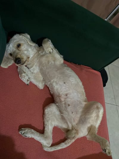 A medium-sized, light-colored dog is lying on its back on a red fabric surface, likely a couch or cushion. The dog is positioned with its head near the lower left corner of the image and its body extending diagonally towards the upper right. One of its rear legs is extended upwards. The dog appears to be relaxed. A dark green object, possibly part of a couch, is visible on the left side of the image. A dark object sits behind the dog on the right side. The background includes tile flooring. The photo was taken indoors. The location is not determined, even though the prompt said Wilde, Argentina. This information cannot be extracted from the image.