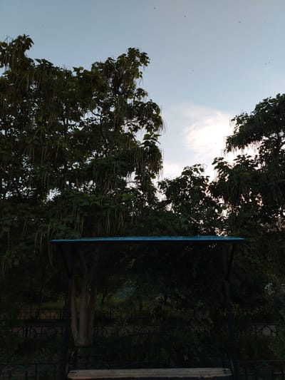 This media file depicts an outdoor scene, likely in Baikonur, Kazakhstan, during what appears to be late afternoon or early evening. The sky is a pale blue with some wispy white clouds, and the sun is low on the horizon, creating a soft, diffused light.
The foreground features a dark metal bench with a wooden seat, partially obscured by shadows. Above the bench is a blue canopy supported by dark metal poles, suggesting a covered seating area.
Dominating the middle ground and background are large, leafy trees with long, hanging seed pods. The foliage is dense and dark green, with the sunlight filtering through in places. The overall impression is one of a park or garden setting.
Several small, dark specks are visible in the sky, which could be birds or insects. A dark, ornamental fence runs behind the bench and trees, adding a touch of architectural detail to the natural landscape.
There is no visible text in the image. The mood is peaceful and somewhat tranquil, with the natural elements and the hint of man-made structures creating a harmonious blend. The time of day suggests a quiet moment, perhaps at the end of the day.