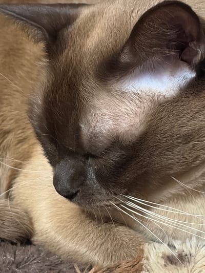 The image shows a close-up view of a cat's face. The cat has brown fur with darker brown markings on its face and ears. Its eyes are closed, and its whiskers are long and white. The cat appears to be sleeping or resting comfortably on a soft, brown surface. There is no indication of the city of Anapa, Russia, or any specific location in the image.