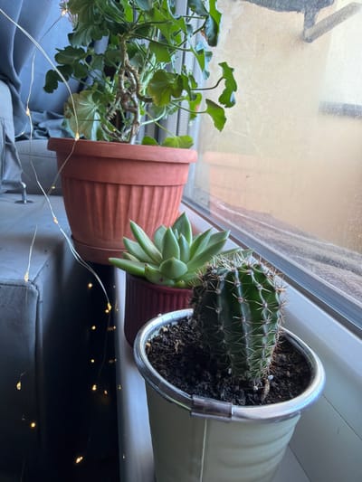 The image depicts an indoor windowsill scene with several potted plants. In the foreground, a cactus in a pale yellow pot with a silver rim is visible. To the left and slightly behind the cactus is a succulent plant in a dark red pot. Further back, a larger plant, possibly a geranium, is in a terra cotta pot. Delicate string lights with small yellow bulbs are draped across the scene, adding a decorative element. The windowsill appears to be against a window with a hazy view of the outdoors. The setting is indoors, suggesting a home or apartment. The location is Svilengrad, Bulgaria.