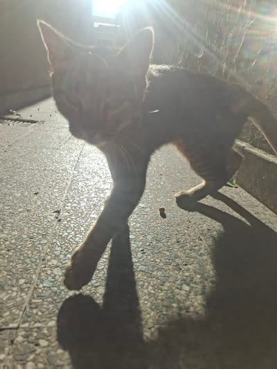 An amber-striped tabby cat extends its right front paw toward a small, round object on a light, multi-toned tile surface. The cat's shadow is visible on the surface. The background is washed out with sunlight. The location is Wilde, Argentina.