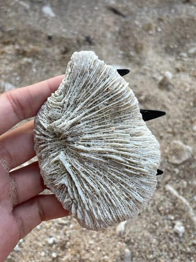 A left hand with light skin tone and pointed black fingernails holds a piece of dried, off-white coral against a blurred sandy background in Tambon Ko Tao, Thailand. The coral, irregular and roughly fan-shaped, exhibits a prominent ridged and grooved surface texture with linear patterns radiating outwards. Grains of sand are visible adhering to the coral's crevices. The background consists of light-colored sand and small, indistinct rock or shell fragments.