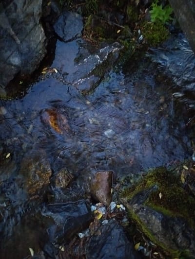 The image shows a close-up, high-angle view of a shallow, fast-flowing stream or creek bed with rocks and moss. The water is dark and reflective, with ripples and currents visible. Several smooth, rounded rocks of various sizes are present in and around the water. Some areas of the rocks are covered in green moss. Fallen yellow leaves are scattered on the rocks and in the water. The overall scene suggests a natural, outdoor environment. The location in the city of Soloneshnoye, Russia, indicates this is likely a natural water feature within or near the settlement. There are no people or animals visible in the image. The lighting appears to be dim, possibly suggesting dawn, dusk, or an overcast day.