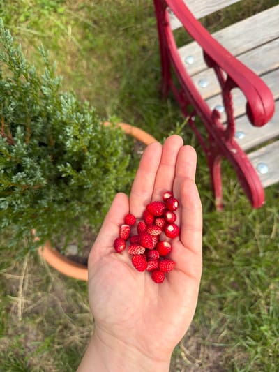 A person's open palm is held up, filled with wild strawberries. The hand is positioned in the foreground, with the strawberries clustered in the center of the palm. Behind the hand, to the left, is a potted evergreen plant. To the right, and slightly further back, is a red-painted park bench with wooden slats. The background consists of green grass and a blurred earthen area. The image does not provide any information about a specific location in Gangloff, Germany.