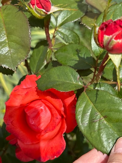 The image is a close-up, outdoor shot of a red rose bush in Podolsk, Russia. The focus is on several blooming roses and rosebuds, surrounded by lush green leaves. The light suggests it is daytime, likely sunny, casting shadows on the leaves. The roses are a vibrant red-orange hue, with some showing darker red edges. The leaves are a deep green and appear slightly waxy, with serrated edges. Several thorny stems are visible, indicating the natural growth of the rose bush. In the upper right corner, a person's hand is gently holding one of the leaves, suggesting interaction with the plant, perhaps for admiration or examination. The background is softly blurred, composed of more greenery, implying the plant is part of a garden or natural setting. There are no visible text elements in the image.