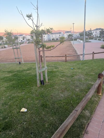 The image, originally rotated 90 degrees counter-clockwise, depicts an outdoor scene within a residential area or public park, likely in Cape Town, South Africa, during either sunrise or sunset. The foreground features a stretch of green grass alongside a wooden log fence, which acts as a barrier next to a brick pathway. On the grass, there is litter, specifically a crumpled yellow and white paper item with faint red text (possibly "Pp" or similar) and a small blue object. Several young trees, some with sparse foliage and others with bare branches, are planted in the grass and supported by wooden stakes; one tree's base is enclosed by a black corrugated pipe.

Beyond the fence and pathway, the midground includes more green spaces and a dirt or gravel path. The background is dominated by modern, multi-story residential buildings, predominantly white with grey roofs, suggesting a townhouse complex or residential estate. Streetlights or utility poles are visible throughout the scene. The sky exhibits a clear gradient, transitioning from light blue at the top to a warm orange and pink at the horizon, where distant mountains are silhouetted. No people are visible, and the overall atmosphere is calm and serene.