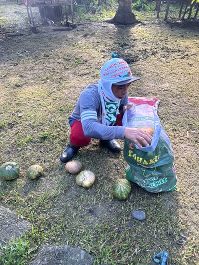 This image captures an outdoor scene in Carmen, Agusan del Norte, Philippines, under clear daylight. A single individual, likely male, is depicted crouching on a ground composed of sparse grass and dirt. He wears a grey long-sleeved shirt, red trousers, and black rubber boots. A white head covering, displaying partially visible text such as "PAGBABAG," "PRECINCT HEAD," "DISTRICT 2," and "DEL NORTE," is worn over his head, with a green and white patterned scarf or cloth around his neck. The individual's right hand, adorned with a ring, is positioned inside a large green mesh bag, which is labeled "KAHAKU" and "Super Magkit." He is actively engaging with the contents of the bag, appearing to place or remove a pumpkin. A red plastic sheet is visible beneath his right knee. Five pumpkins are present in the foreground: four are arranged on the ground to the left of the individual (two exhibiting green and striped coloration, and two displaying a brownish-tan hue), while at least one more, an orange pumpkin, is visible within the green mesh bag. In the upper left background, a raised wooden structure, possibly a chicken coop or shelter, is observable, with a chicken foraging nearby. Additional trees and foliage are visible in the background. A dark grey rock and a blue and white patterned strap are situated on the ground in the lower right section of the image.