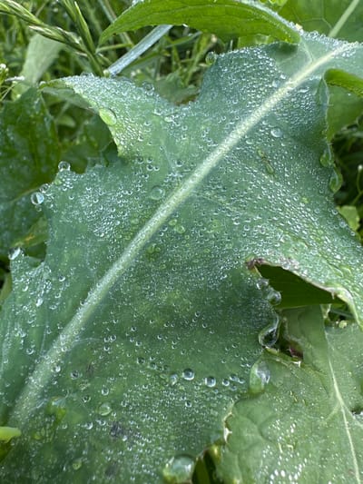 This close-up, macro photograph showcases a large, textured green leaf covered in numerous small, clear water droplets, likely dew. The droplets vary in size and distribution, creating a sparkling effect across the leaf's surface. The leaf itself appears somewhat rough and possibly serrated along its edges, with a prominent central vein.
The overall scene is natural and outdoors, with other green foliage and grasses visible in the background, suggesting a garden or wild area. The lighting indicates it is likely morning, given the presence of dew and the soft, diffused light. There are no people or man-made objects present, emphasizing a focus on the natural detail. The image evokes a sense of freshness and the quiet beauty of nature after a cool night.
The location context of Yaroslavka, Russia, places this scene within a temperate climate, where dew formation is common, particularly during warmer months or in humid conditions. The image is purely descriptive and captures a moment of natural phenomenon. No text is visible in the media file.