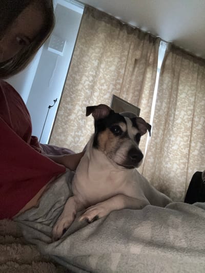 An indoor scene captured from a low angle shows a dog lying on a bed with a person's head and shoulder visible in the upper left corner. The dog, a terrier mix, has black, white, and tan markings and is lying on a gray blanket. The person is wearing a red shirt. Behind the dog are light-colored curtains with a subtle pattern. To the left of the curtains, a white wall is visible, and a slim black floor lamp is positioned on the wall. A small white object with nine circular indentations is mounted on the wall. The overall setting appears to be a bedroom. The image's resolution is 2025x2532 pixels. The metadata does not contain information about the location in Vsevolozhsk, Russia.