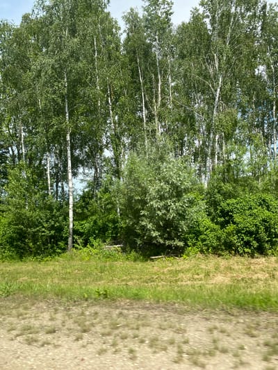 A full shot shows a row of birch trees and lush green foliage. The trees are tall and slender with white bark, and their leaves are a vibrant green, forming a dense canopy. Below the trees, a variety of bushes and smaller plants create a thick undergrowth. The ground in front of the trees is covered with dry grass and some patches of green. A dirt road or path is visible in the foreground, with a slightly blurry texture. The sky is visible in the background, appearing pale blue. This scene is located in the village of Lyshchytsky, within the Lystschytsky Selsoviet of Belarus.