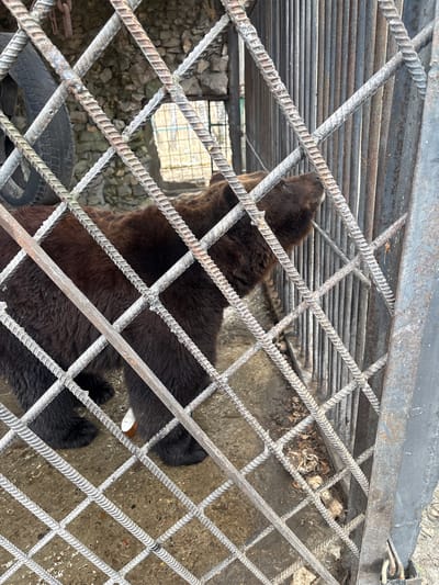 The image depicts a brown bear in a cage, possibly in Таскино, Russia. The bear is mostly brown with some black fur, especially on its paws. It is standing and appears to be looking upward. The cage is made of metal bars arranged in a crisscross pattern, with a metal grate above. Inside the enclosure, a tire can be seen, along with a window opening to a stone wall. The cage floor is concrete with some debris.