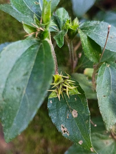 The image depicts a close-up view of a green plant, observed in a natural outdoor environment within the city of Tobanda, Sierra Leone. The primary subject is a plant stem adorned with multiple green leaves and two distinct clusters of spiky structures.
The leaves are predominantly dark to medium green, exhibiting an ovate to lanceolate shape with visible venation. Several leaves show minor damage, including small irregular holes and light brown discoloration spots on their surfaces. A faint dusty or textured appearance is present on some leaf surfaces.
A central stem, appearing reddish-brown and textured, possibly hirsute, extends vertically through the frame. From this stem, leaves and the spiky structures emerge.
The most prominent feature is a cluster of sharp, yellowish-green, conical spines located centrally on a stem above a leaf. This cluster measures approximately 3 cm in diameter and consists of numerous needle-like projections radiating outwards from a central, darker green core. The tips of these spines are lighter yellow-green, transitioning to darker green at their base. A second, smaller, and less defined spiky cluster is visible higher up on the same stem, further back in the frame.
The background consists of blurred green and brownish hues, consistent with out-of-focus foliage and vegetation, indicating a natural setting. Natural light illuminates the scene, creating soft shadows and highlighting the plant's textures. No human figures, animals, or specific man-made objects are present or discernible within the frame. No actions or interactions are depicted.