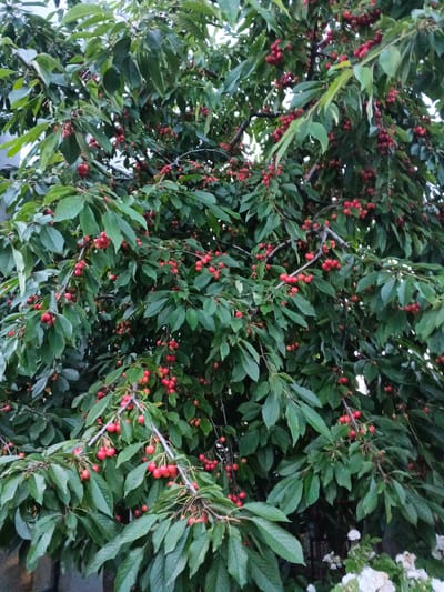 The image shows a close-up view of a cherry tree laden with ripe red cherries and green leaves. The tree is full and branches are laden with clusters of cherries. The lighting suggests it may be overcast or late in the day. The bottom right of the image shows a hint of white flowers and foliage, possibly part of the same garden or landscaping. The scene is consistent with a residential garden or park in Bila Tserkva, Ukraine, during cherry season. There are no people or animals visible in the image. The focus is solely on the fruit-bearing tree and its produce.