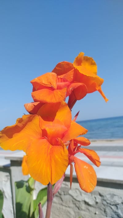 A close-up, eye-level shot captures a cluster of vibrant orange Canna Lily flowers in bloom against a clear blue sky. The flowers are the primary subject, with their large, ruffled petals taking up most of the frame. The background transitions from the bright blue sky at the top to a blurred expanse of the sea and a light-colored surface that could be a walkway or promenade. A grey, textured wall or railing is visible in the foreground, partially obscuring green leaves at the bottom of the image. The scene appears to be outdoors, likely in a coastal setting, and the lighting suggests it is daytime with direct sunlight, casting shadows on the petals and highlighting their textured surfaces. The location is identified as Perea, Greece, suggesting a seaside town or resort. There are no people or animals present in the image.