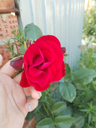 A hand gently holds a vibrant red rose, its petals unfurling in a soft bloom. The rose is the focal point, set against a backdrop of green foliage. To the left, a portion of a brick wall is visible, with a rusty pipe running horizontally. Behind the rose and foliage, a pale blue corrugated metal fence stands, suggesting an outdoor setting. The lighting indicates it is daytime, with a bright, natural glow illuminating the scene. The overall mood is serene and appreciative of nature's beauty. There is no visible text in the image.