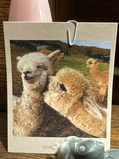 A close-up, slightly angled photograph shows a postcard featuring two alpacas. One alpaca, on the left, is light-colored and appears to be nuzzling the other. The second alpaca, on the right and closer to the foreground, is fawn-colored and its head is turned towards the first alpaca. In the background of the postcard, there are hills, a fence, and other alpacas in a grassy field. A white paperclip is attached to the top edge of the postcard. The postcard is propped up against a pink object and rests on a wooden surface. Below the postcard, a grey, plastic figurine of a creature with a large head and eye is partially visible. The postcard has the word "SEVE" printed in small, grey letters at the bottom. The image appears to be taken indoors, in the Бараўлянскі сельскі Савет, Belarus, as indicated by the object behind the postcard, which may be part of a locally manufactured item.