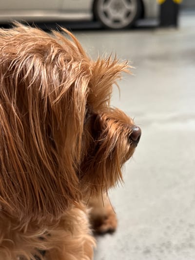 This is a close-up, outdoor, eye-level shot of a small, ginger-colored dog with shaggy fur. The dog is facing right and its fur is wet and matted, sticking out in various directions. The dog's nose is visible, and it appears to be dark brown and moist. The background is out of focus, showing a grey, textured surface that could be pavement. In the far background, a portion of a vehicle is visible, including a wheel and a black and yellow bollard, suggesting an urban or parking lot environment. The lighting appears to be natural daylight. The image does not contain any discernible elements that would indicate a specific location within Prague, Czechia.
