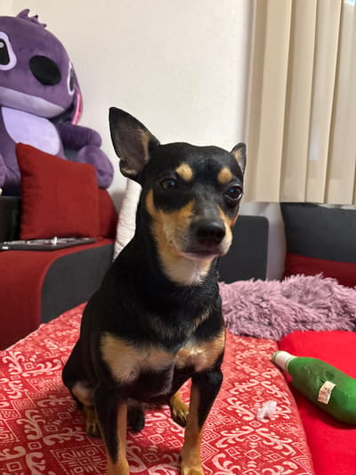 A small, short-haired black and tan dog is sitting on a red patterned cushion. The dog is facing slightly to the right, with its head turned towards the camera. Its ears are perked up, and its eyes are open. Behind the dog, there is a large purple stuffed toy with black eyes and a white belly. To the left of the dog, a red cushion is visible. Further in the background, there is a couch with black and red cushions and a beige curtain. A green plush toy bottle and some stuffing are on the red cushion to the right of the dog. The image appears to have been taken indoors, likely in a residential setting in Kuklen, Bulgaria.