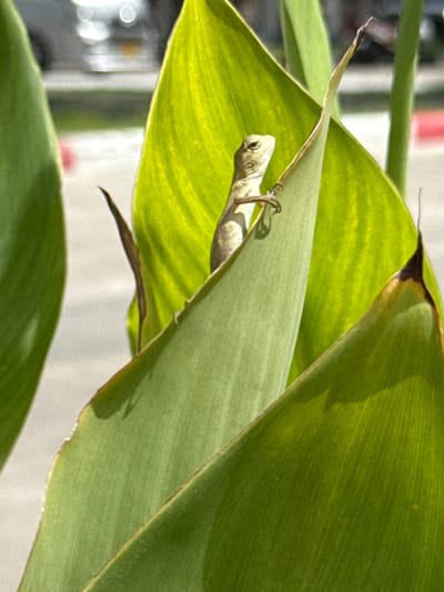 In Chalong, Thailand, a small, light brown lizard is perched on a vibrant green leaf, its body angled upwards. The lizard's head is turned to its left, with its eyes visible. Its front legs are gripping the leaf, and its hind legs are tucked beneath it. The leaf itself is large and broad, with visible veins running through it. The background is blurred, showing hints of a street with sunlight glinting off distant objects, suggesting an outdoor urban environment. The lighting suggests it is daytime, with the sun illuminating the leaf and the lizard.