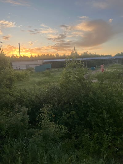 This image depicts an industrial or semi-industrial landscape at dusk or dawn, likely near Chernushka, Russia, as suggested by the style of architecture and vegetation. The sky is a gradient of soft blues and oranges, with wispy clouds catching the warm light of the setting or rising sun.
In the background, a long, low-rise building constructed of light-colored brick is visible, with a tall smokestack to its left. Adjacent to this building is a smaller, teal-colored structure. A covered walkway or pipeline structure runs horizontally across the mid-ground, connecting various parts of the industrial complex. Further to the right, a railroad crossing signal with red and white markings is prominent.
The foreground and mid-ground are dominated by lush, green vegetation. Dense bushes and trees create a natural barrier, with tall grass and wildflowers in some areas. The overall impression is one of a rural or semi-rural environment with industrial elements, bathed in the soft, atmospheric light of twilight. There are no people visible in the image.