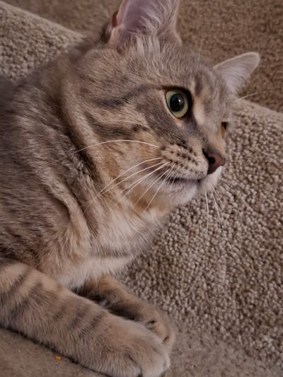 A tabby cat with green eyes is lying on a brown, textured surface, possibly carpeted stairs. The cat's fur is a mix of grey, brown, and tan stripes. Its head is turned to the right, and its gaze is directed off-camera. The cat's paws are resting on the surface in front of it. The background is blurred, but it appears to be a continuation of the textured surface. The lighting is soft, and the image is focused on the cat's face. The scene is indoors. The exact location in Zemun Urban Municipality, Serbia cannot be determined from the image alone.