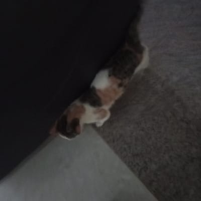A low-resolution, dimly lit image taken in Mahiakalo ward, Kenya, depicts a domestic calico cat. The cat exhibits a fur pattern comprising patches of white, orange-brown, and dark grey/black. It is positioned diagonally across the frame, with its head directed towards the lower-left corner and its body extending towards the upper-right. The cat's front paws rest on a light-colored, smooth floor surface in the foreground, while the remainder of its body is situated on a darker grey, textured carpet that covers the mid-ground and background. A dark, vertical surface, consistent with a piece of furniture or a wall, is visible along the left margin of the frame. The cat appears to be in a state of transition between the two distinct floor surfaces. No human subjects or discernible interactions beyond the cat with its immediate environment are present.