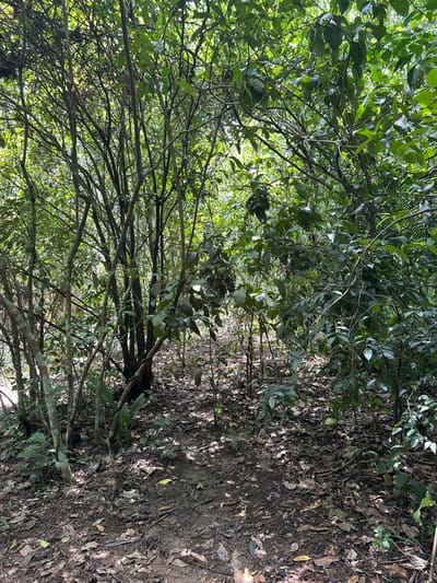 This image displays a dense, verdant forest scene located within Las Marías, Mexico. A narrow, unpaved dirt path, approximately 0.5 to 1 meter in width, extends from the foreground into the background, slightly curving to the right. The ground consists of dark soil covered by a layer of assorted dry leaves and organic debris. Both sides of the path are heavily vegetated with numerous trees and shrubs of varying sizes, characterized by green foliage and visible branches. Sunlight penetrates the dense canopy, creating areas of bright illumination and deep shadow on the forest floor. No human figures, animals, or man-made objects are present in the frame. The environment appears natural and undeveloped, under daylight conditions.