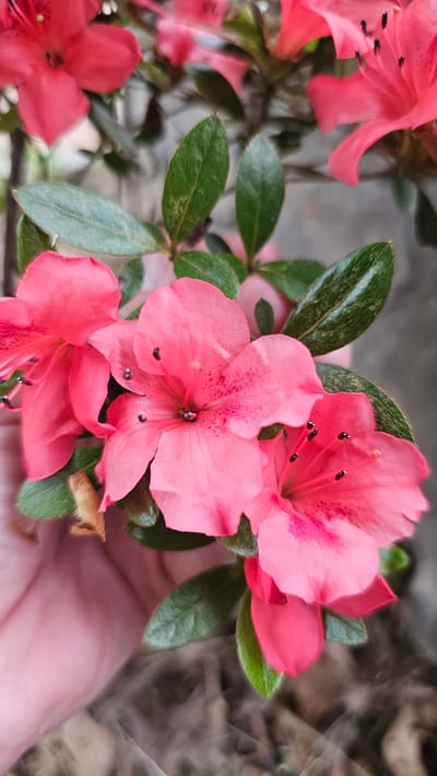 A close-up, upward-facing shot captures a cluster of bright pink azalea blossoms against a blurred, earthy background. The petals are delicate and slightly curled, with darker pink speckles visible on some. Stamens tipped with black anthers extend from the center of each flower. Dark green, waxy leaves with visible veins are interspersed among the blooms. A person's hand, with a visible thumb and fingers, is gently supporting some of the lower flowers from the left side of the frame, its skin tone appearing fair. The overall impression is one of natural beauty and gentle interaction. This scene is located in Asan-si, South Korea.