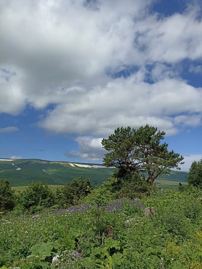 A wide shot captures a natural landscape in the region of Khamyshki, Russia. The foreground is dominated by lush green vegetation, including tall grasses, large leafy plants, and scattered purple and white wildflowers. A large pine tree with a gnarled trunk and dense foliage stands prominently in the mid-ground, slightly to the right of center. Behind the tree and vegetation, rolling green hills stretch into the distance, some with patches of snow on their higher slopes. The sky above is a vibrant blue, filled with a mix of fluffy white clouds and darker, more diffused clouds. The overall scene depicts a serene, untouched natural environment.