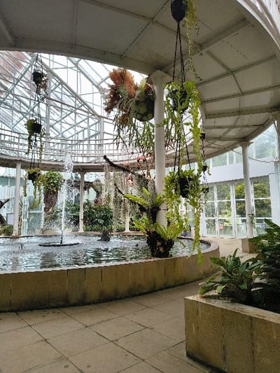 Inside a bright greenhouse, hanging plants dangle from the ceiling. A large staghorn fern is central, with smaller potted plants nearby. Below, a long, narrow water feature with fountains runs between concrete walls. The greenhouse has a curved, arched roof with glass panes, allowing sunlight to illuminate the interior. The scene is peaceful and filled with greenery.