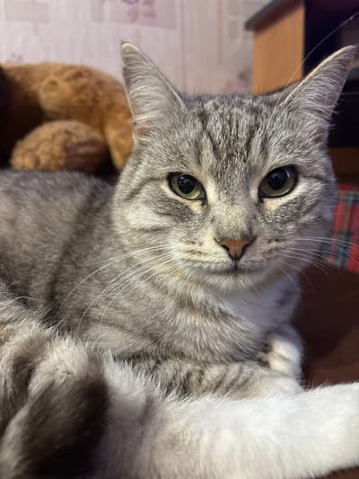 A close-up shot captures a grey tabby cat with distinct black stripes and green eyes. The cat is lying down, with its head facing forward and its gaze directed at the camera. Its fur appears soft and well-groomed, with patches of white on its chest and paws. The background is softly blurred, with hints of a stuffed animal and a plaid blanket. The lighting is warm and intimate, suggesting an indoor setting. The image does not contain any recognizable landmarks or features that would help identify its location within the city of Vetluzhsky, Russia.