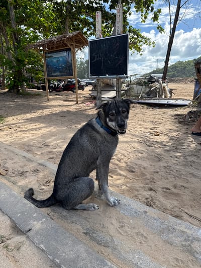A grey dog with a blue collar sits on sandy ground next to a concrete barrier. The dog is looking towards the camera with its mouth slightly open. Behind the dog, a black chalkboard is propped up by wooden beams, with some red markings on it. To the left of the chalkboard, a small bamboo structure with a thatched roof houses a framed picture depicting marine life. Several motorcycles are parked behind these structures. Trees with green leaves are visible on the left side of the image. The background shows a sandy beach, the ocean, and a hillside covered in vegetation under a cloudy sky. The scene appears to be outdoors, possibly in a tropical location like Rawai, Thailand, given the context. The lighting suggests it's daytime, likely morning or afternoon.