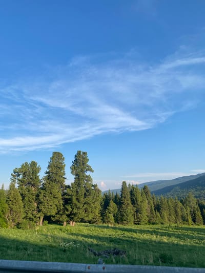 The image captures a serene landscape in the vicinity of T/B Seminskii Pereval, Russia. A wide expanse of bright blue sky dominates the upper portion of the frame, with wispy, light clouds streaking horizontally across it. Below the sky, a dense forest of tall, green coniferous trees stretches across the mid-ground, forming a natural barrier. The trees vary in height and density, with some appearing as solitary sentinels and others forming thick clusters. The lower portion of the image reveals a gently rolling meadow covered in lush green grass, dotted with small white wildflowers. Sunlight casts dappled shadows across the grass, indicating a bright, possibly late afternoon, lighting condition. In the foreground, a simple gray metal railing runs horizontally across the bottom of the frame, suggesting the viewpoint is from a road or elevated platform. The background features distant, hazy, tree-covered mountains that recede into the horizon. No people or animals are visible in the scene.
