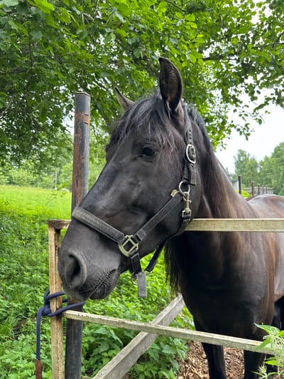 This is a close-up, eye-level, medium shot of a dark brown horse standing next to a wooden fence. The horse is wearing a black halter. Its head is turned to the left, and its left ear is visible. The background is filled with lush green foliage, suggesting an outdoor, possibly rural setting. A thick tree branch hangs over the scene from the top left. The horse's mane is long and dark. The lighting suggests it is daytime, with diffused light, possibly indicating an overcast sky. The image does not provide any specific indicators of location within the city of Mars, Russia.