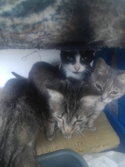 In Shchotove, Ukraine, three cats are huddled together beneath a patterned surface, possibly a blanket or rug. In the foreground, a grey tabby cat is visible from the side, its head lowered. To its right, a lighter grey cat with green eyes is looking towards the viewer. Behind these two, a black and white cat with prominent white markings on its face is also looking out, its expression neutral. The cats are situated on a light-colored surface, possibly wood or cardboard, with a blue object visible to the right and a grey rimmed container in the lower portion of the frame.