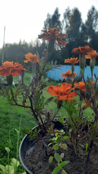 A close-up, low-angle outdoor shot captures a cluster of vibrant orange marigolds blooming in a black plastic pot. The flowers, with their ruffled petals, are the main subjects, some fully open and others in bud. They are surrounded by dark green, feathery foliage. The pot sits on dark soil, with small green seedlings emerging around the marigolds. In the background, a blurry, green grassy area is visible, with a light blue fence running horizontally across the middle ground. Beyond the fence, a line of dark, blurred trees creates a backdrop against a bright, overcast sky. The scene suggests a garden or yard setting in the Славенскі сельскі Савет, Belarus.