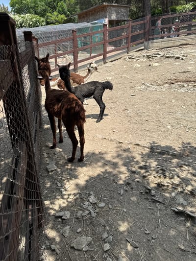 The image depicts an outdoor enclosure for alpacas, likely at a zoo or animal park, set against a backdrop of trees and a building structure. A chain-link fence runs along the left side of the frame, with a brown wooden post and wire mesh. Inside the enclosure, three alpacas are visible. One is a dark brown alpaca in the foreground, standing with its back to the camera and facing left. To its right, a black alpaca is seen from the side, facing away from the camera. Further in the background, a lighter brown alpaca is lying down. The ground of the enclosure is composed of dirt and gravel, with scattered small stones and dry grass. Beyond the enclosure, a wooden fence with wire mesh separates the area from a path or walkway. In the distance, several people are visible near a building, suggesting a public area of the park. The overall environment is sunny, with shadows cast by trees on the ground, indicating an outdoor setting. The image does not provide any specific information that would allow for localization to Gelendzhik, Russia.