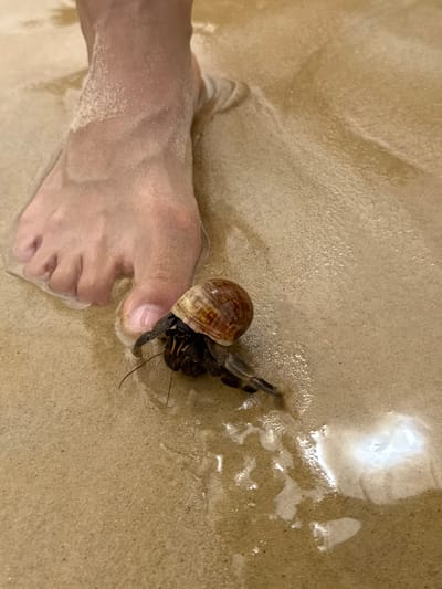 A close-up, high-angle shot shows a human foot partially submerged in shallow water on a sandy beach. The foot is clean, with visible veins on the top of the foot and sand clinging to the ankle. To the right of the foot, a hermit crab is visible, its shell a mix of brown and tan, with its dark, clawed legs extended. The sand is wet and appears to be light brown, with subtle ripples from the water. The scene is set at Karon Beach, Karon, Mueang Phuket District, Phuket, Thailand.