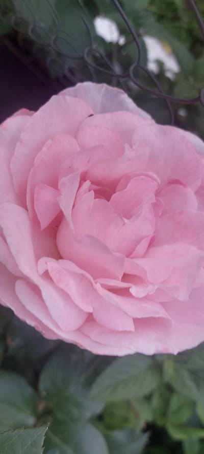A close-up, vertical shot captures a delicate pink rose in bloom, its petals layered in soft folds. A tiny black insect is visible on one of the upper petals. In the background, out of focus, a dark metal fence runs horizontally, with hints of green foliage and white flowers behind it. The scene is likely a garden, given the presence of the rose and greenery. There is no information or visual evidence to suggest this image is located in Shepetivka, Ukraine.