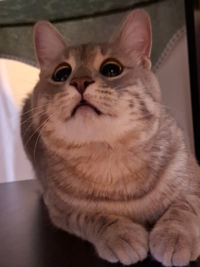This is a close-up, eye-level, indoor, slightly low-angle, medium shot of a domestic cat. The cat is a tabby with light brown and grey stripes, with large, dark eyes and pink ears. It is lying down, with its front paws crossed, and is looking directly at the camera with a neutral expression. The background is out of focus, but appears to be a dark surface in the foreground, with a lighter, patterned fabric behind the cat, possibly a blanket or upholstery. There is also a hint of light to the left of the cat. The image does not contain any information to determine its location in Zemun Urban Municipality, Serbia.