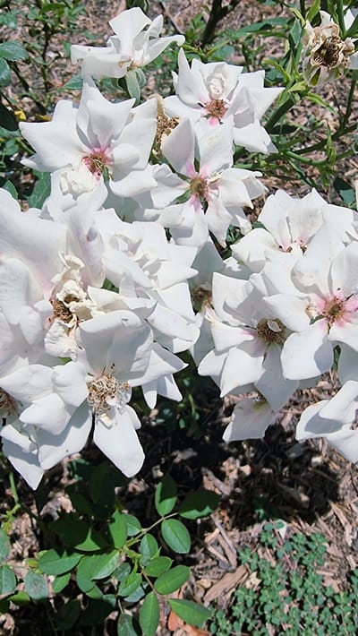 A close-up, high-angle shot captures a cluster of white roses in bloom, with some petals showing hints of pink near the center. The roses are varied in their stage of bloom, with some fully open and others in various states of wilting, revealing dried brown centers. The background is a mix of green foliage and the brown, textured ground cover of mulch and fallen leaves. The lighting suggests a bright, sunny day. The scene is located in Rupit, Spain.