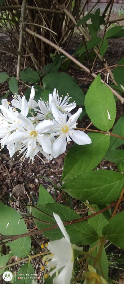 In a close-up, vertical shot, a cluster of delicate white flowers with yellow centers and thin, yellow stamens are the primary focus. The flowers are densely packed and appear to be on a branch. Surrounding the flowers are vibrant green leaves, some of which are slightly out of focus. Brown branches and twigs crisscross the background, interspersed with more green foliage and a dark, earthy ground cover of dried leaves and debris. The lighting suggests an outdoor environment, likely during the day. The lower left corner of the image contains a watermark with the "M" logo, the text "зято на moto g⁵⁰", and "KARTVELI.GE".