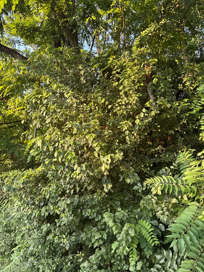 The image depicts a dense canopy of green foliage, seen from a low angle looking upwards. Sunlight filters through the leaves, creating dappled lighting and highlighting the vibrant greens and yellows of the vegetation. Several tree trunks are visible, with rough bark textures. Some small, red berries are scattered amongst the leaves, adding small points of color to the otherwise monochromatic green scene. The leaves vary in size and shape, with some appearing broad and ovate, while others are long and feathery. The overall impression is one of lush, abundant plant life, possibly in a park or natural setting. The clear sky visible through the branches suggests it is daytime with good weather. No people, objects, or text are visible. The location context is Cukarica Urban Municipality, Serbia.