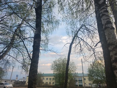 The image depicts a street scene in Krasnogorskoye, Russia, captured from a low angle. The frame is dominated by birch trees with mottled white bark, some still bare-branched and others with nascent green leaves. Through the trees, a pale blue sky with scattered white and pink-tinged clouds is visible. In the midground, a two-story building with a green roof and light yellow facade stands behind a wooden fence. A few green trees are planted in front of the building. On the left of the frame, a white car is partially visible on the road. A road sign is also visible. On the right side of the frame, a man in black is walking on the sidewalk. The setting suggests early spring.